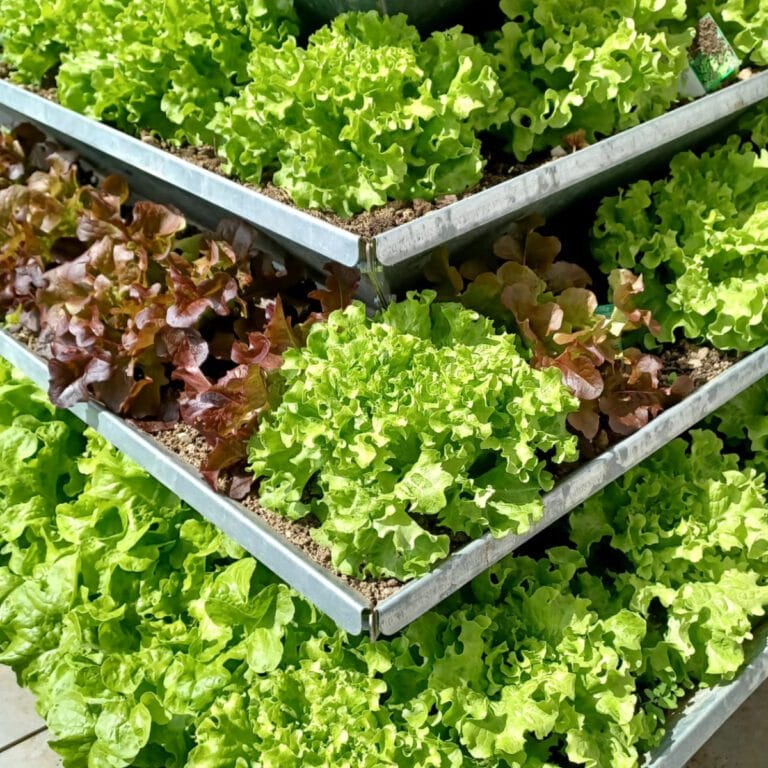 HochBeet HighBeet aus Blech frische Salat